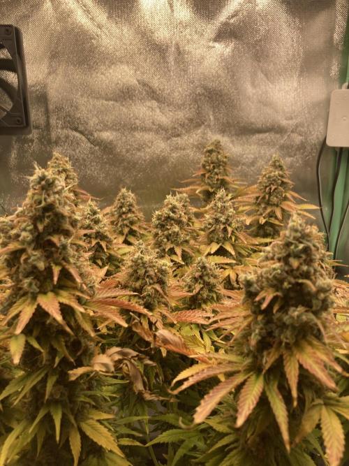 Seriously Old Skool Limited Edition. Week 16