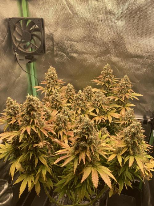 Seriously Old Skool Limited Edition. Week 16