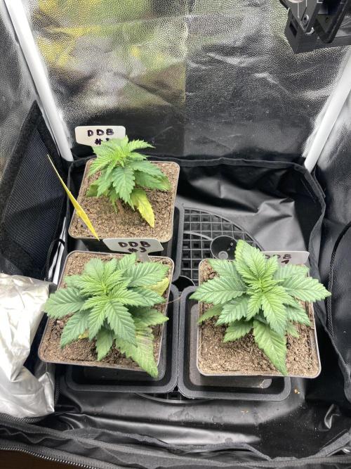 Double Donny Burger by Growers Choice. Week 4