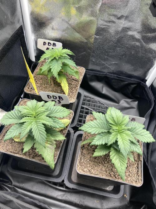 Double Donny Burger by Growers Choice. Week 4