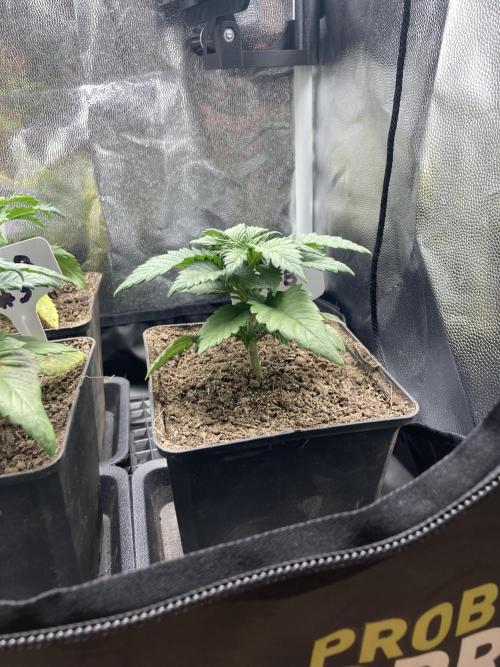 Double Donny Burger by Growers Choice. Week 4