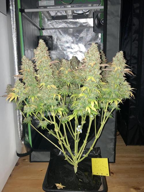 Seriously Old Skool Limited Edition. Week 17