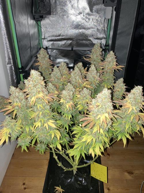 Seriously Old Skool Limited Edition. Week 17