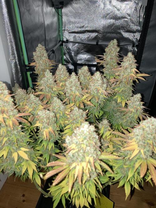 Seriously Old Skool Limited Edition. Week 17