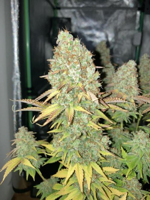 Seriously Old Skool Limited Edition. Week 17