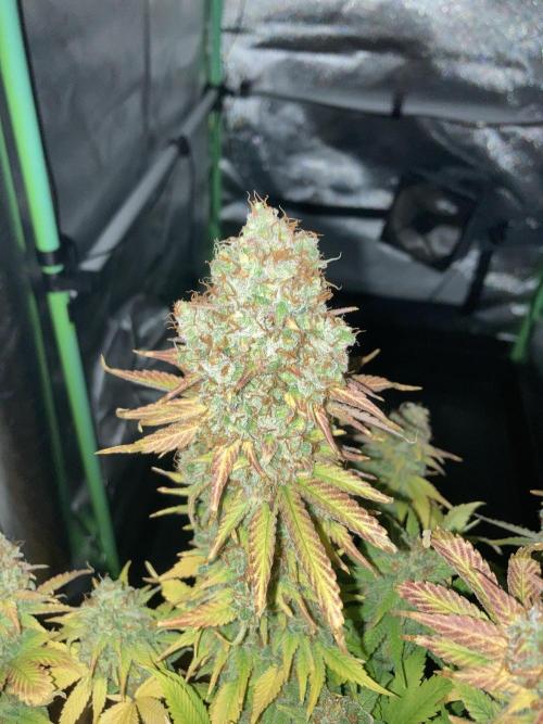 Seriously Old Skool Limited Edition. Week 17