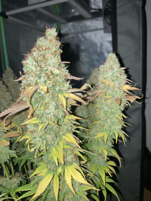 Seriously Old Skool Limited Edition. Week 17