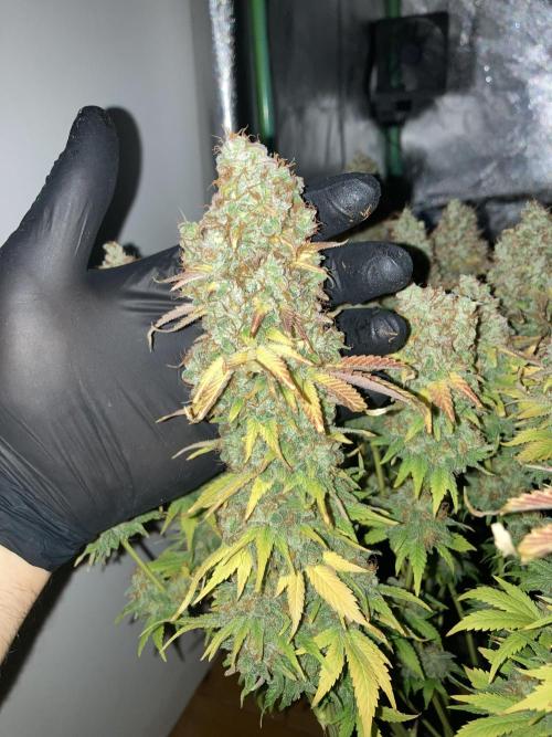 Seriously Old Skool Limited Edition. Week 17