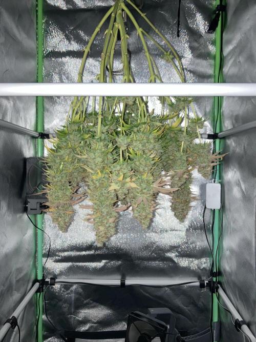 Seriously Old Skool Limited Edition. Week 17