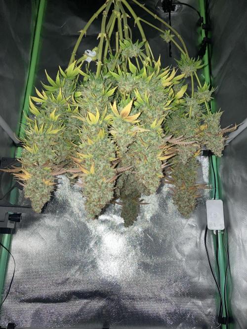 Seriously Old Skool Limited Edition. Week 17