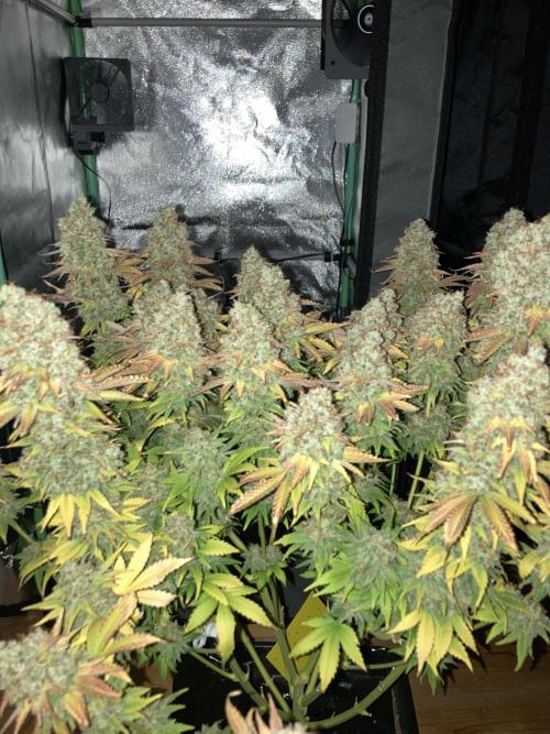 Seriously Old Skool Limited Edition. Week 17