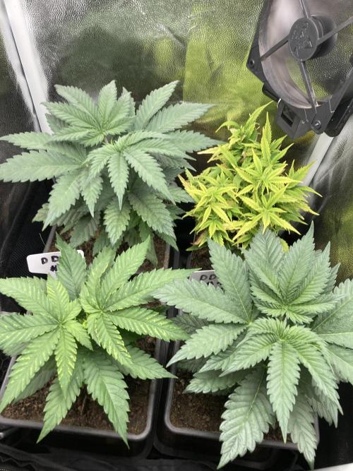 Double Donny Burger by Growers Choice. Week 5