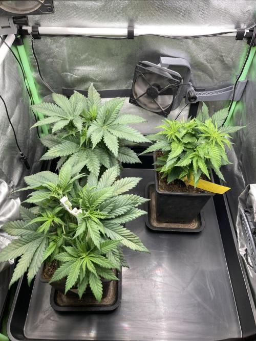 Double Donny Burger by Growers Choice. Week 6