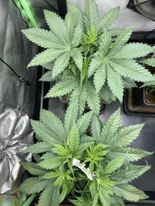 Double Donny Burger by Growers Choice. Week 6