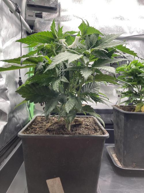 Double Donny Burger by Growers Choice. Week 6