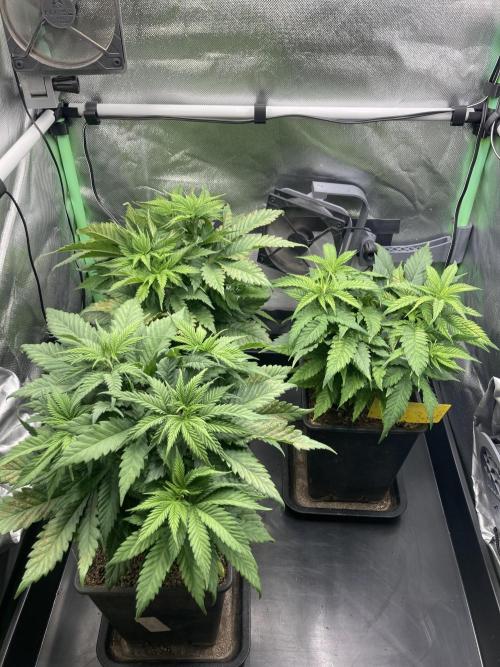 Double Donny Burger by Growers Choice. Week 7