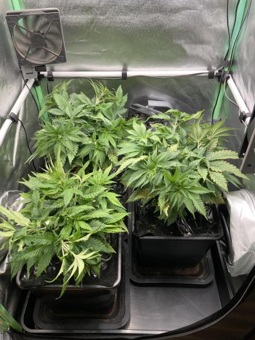 Double Donny Burger by Growers Choice. Week 8