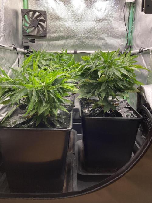 Double Donny Burger by Growers Choice. Week 8