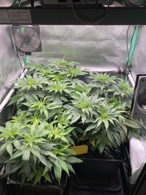 Double Donny Burger by Growers Choice. Week 9