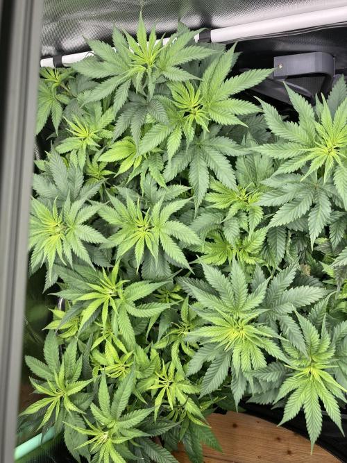 Double Donny Burger by Growers Choice. Week 9