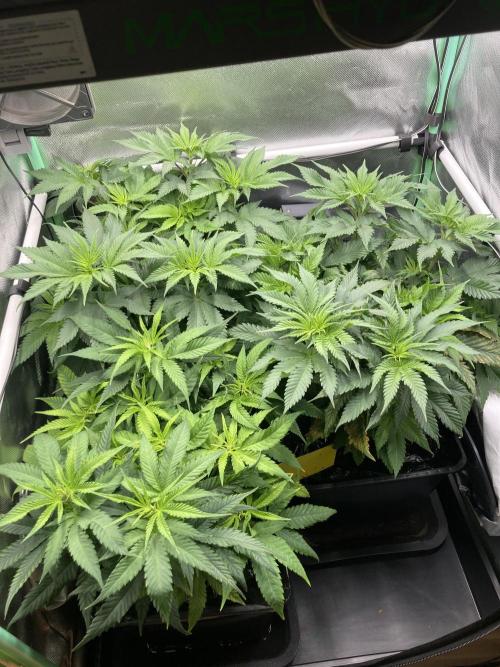 Double Donny Burger by Growers Choice. Week 9