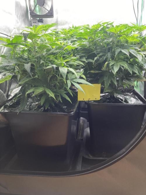 Double Donny Burger by Growers Choice. Week 9