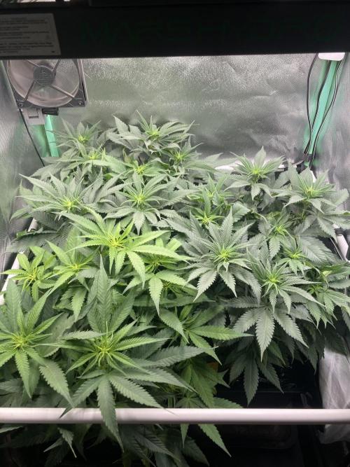 Double Donny Burger by Growers Choice. Week 10