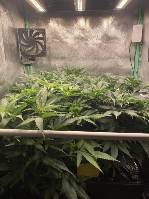 Double Donny Burger by Growers Choice. Week 10