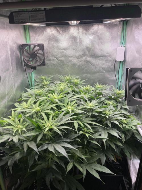 Double Donny Burger by Growers Choice. Week 11