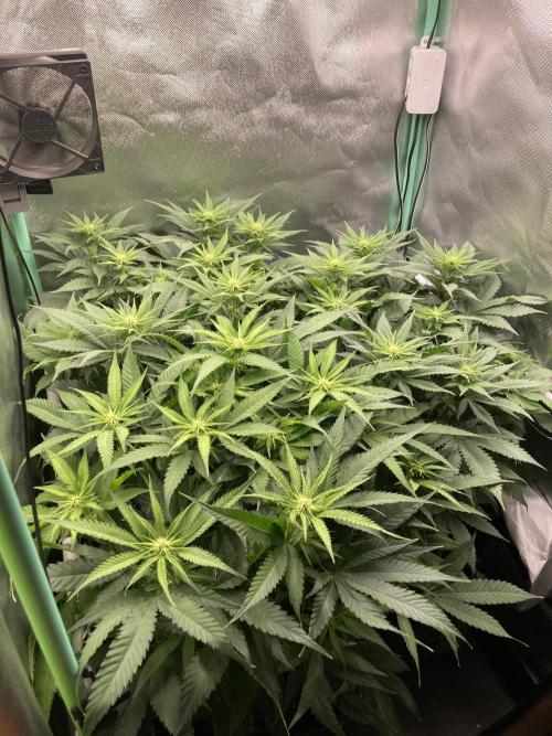 Double Donny Burger by Growers Choice. Week 11