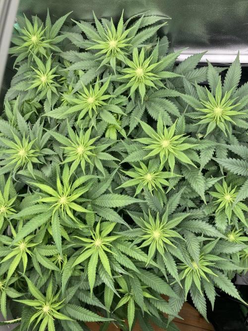 Double Donny Burger by Growers Choice. Week 11