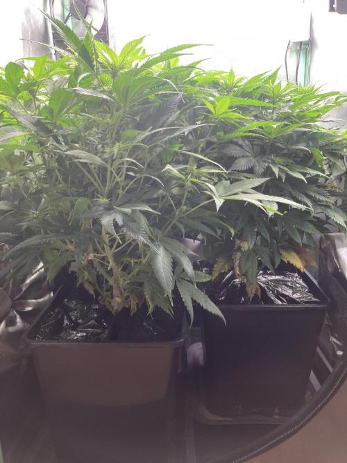 Double Donny Burger by Growers Choice. Week 11