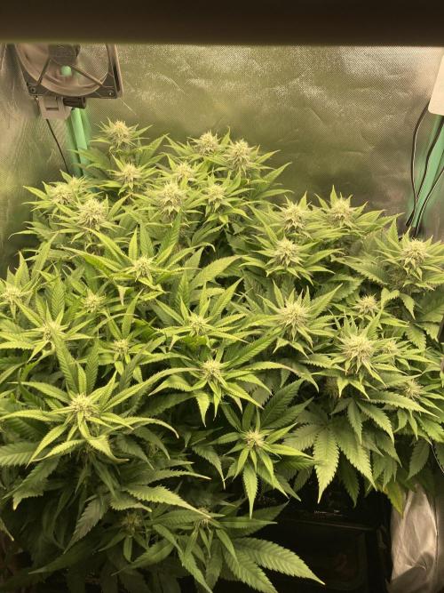 Double Donny Burger by Growers Choice. Week 13