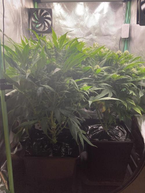 Double Donny Burger by Growers Choice. Week 13