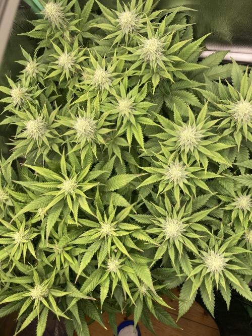 Double Donny Burger by Growers Choice. Week 13