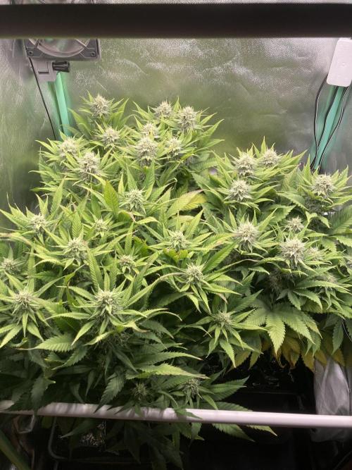 Double Donny Burger by Growers Choice. Week 14