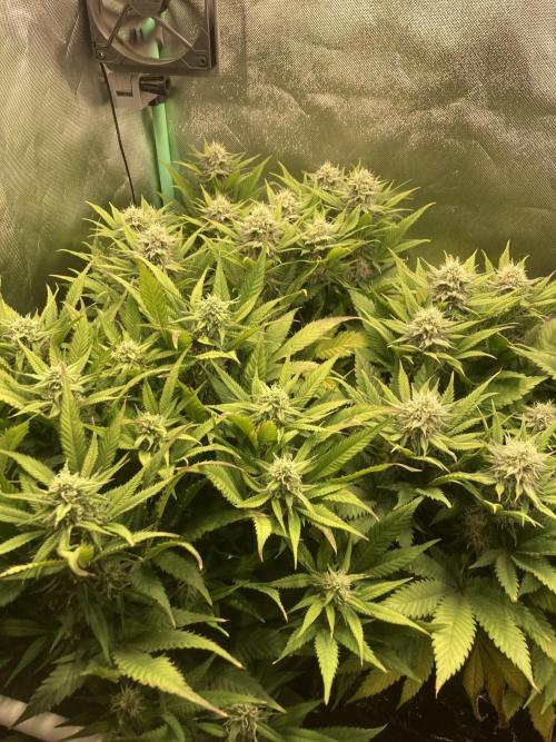 Double Donny Burger by Growers Choice. Week 14
