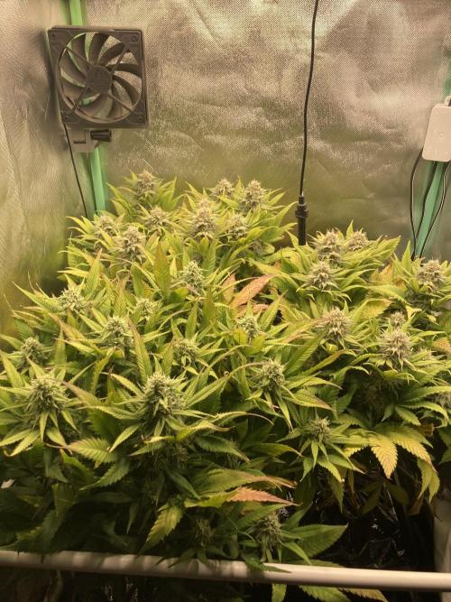 Double Donny Burger by Growers Choice. Week 15