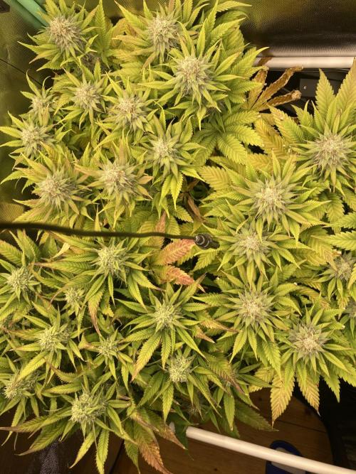 Double Donny Burger by Growers Choice. Week 15