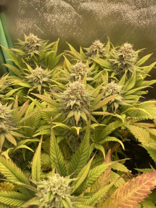 Double Donny Burger by Growers Choice. Week 15