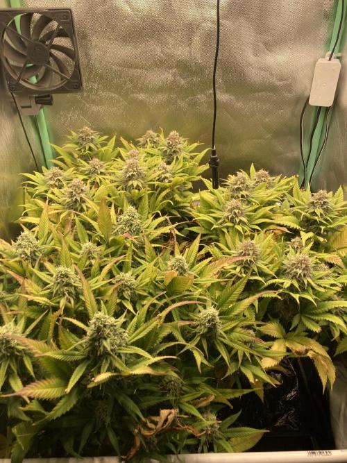 Double Donny Burger by Growers Choice. Week 16