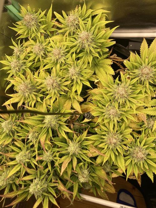 Double Donny Burger by Growers Choice. Week 16