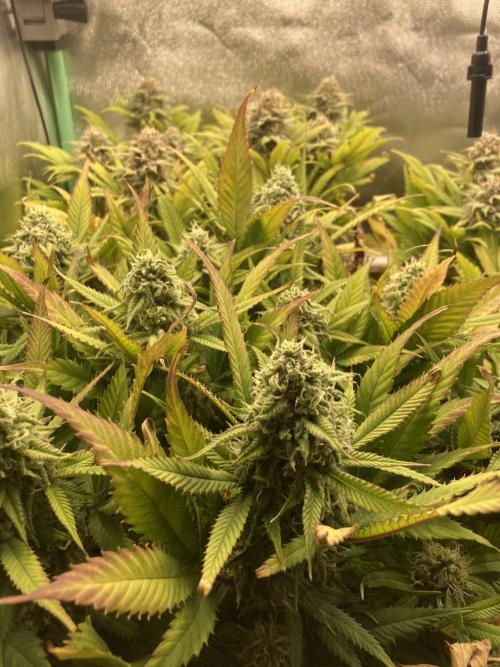 Double Donny Burger by Growers Choice. Week 16