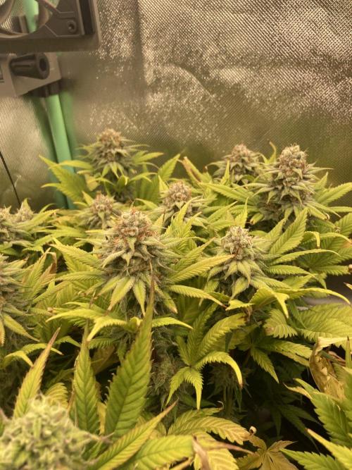Double Donny Burger by Growers Choice. Week 16
