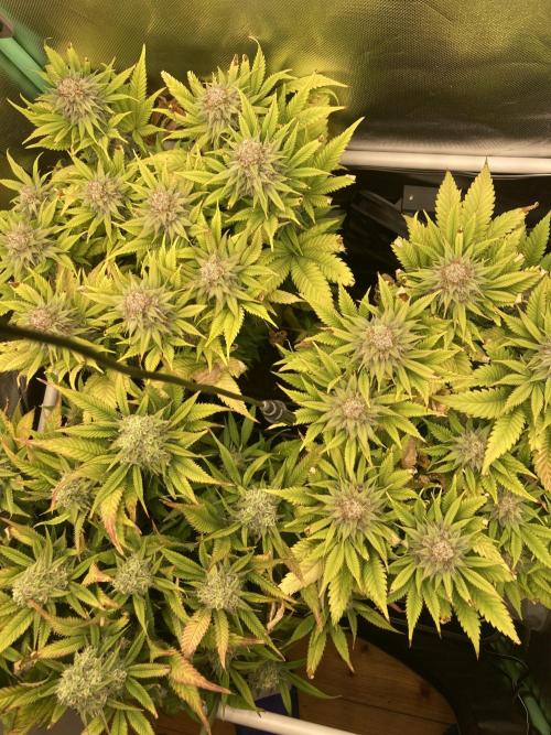 Double Donny Burger by Growers Choice. Week 17