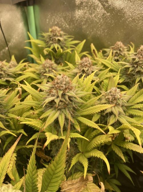 Double Donny Burger by Growers Choice. Week 17
