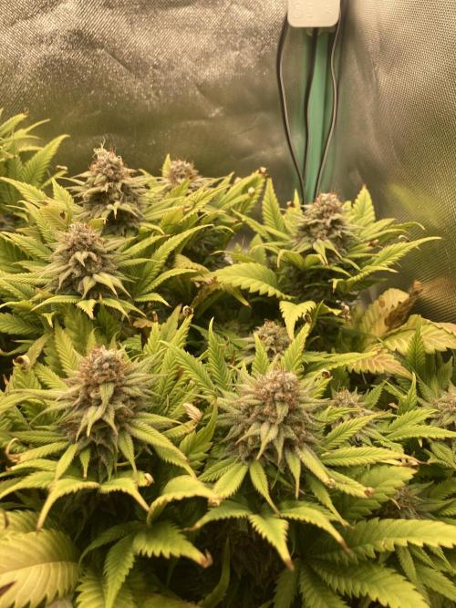 Double Donny Burger by Growers Choice. Week 17