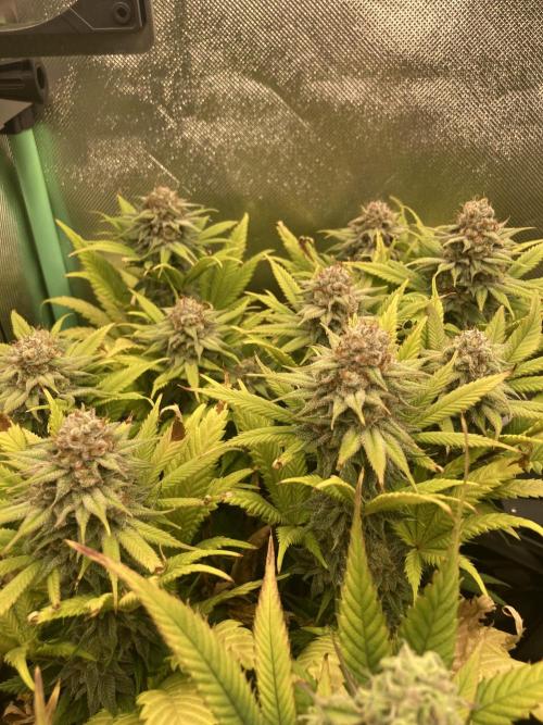 Double Donny Burger by Growers Choice. Week 17