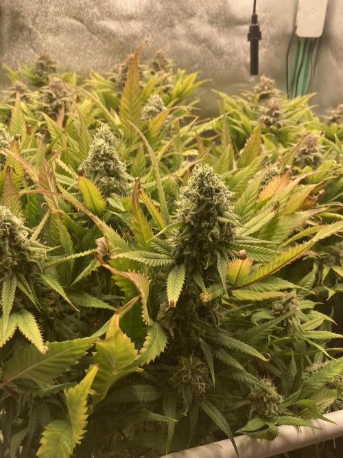 Double Donny Burger by Growers Choice. Week 17