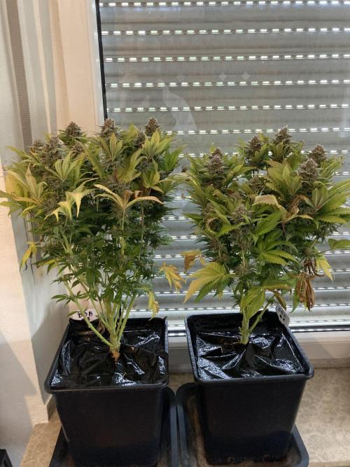 Double Donny Burger by Growers Choice. Week 18